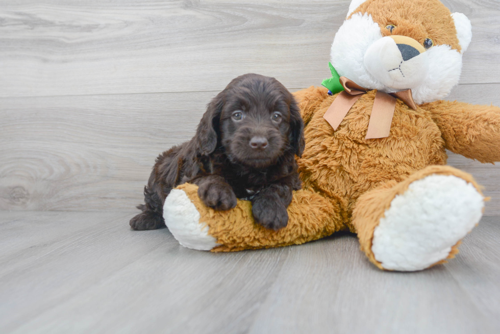 Mini Goldendoodle Pup Being Cute