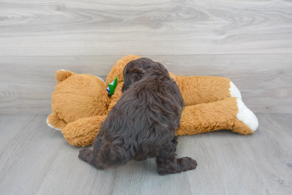 Cute Mini Goldendoodle Poodle Mix Pup