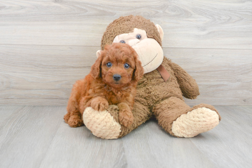 Hypoallergenic Golden Retriever Poodle Mix Puppy