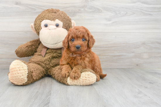 Playful Golden Retriever Poodle Mix Puppy