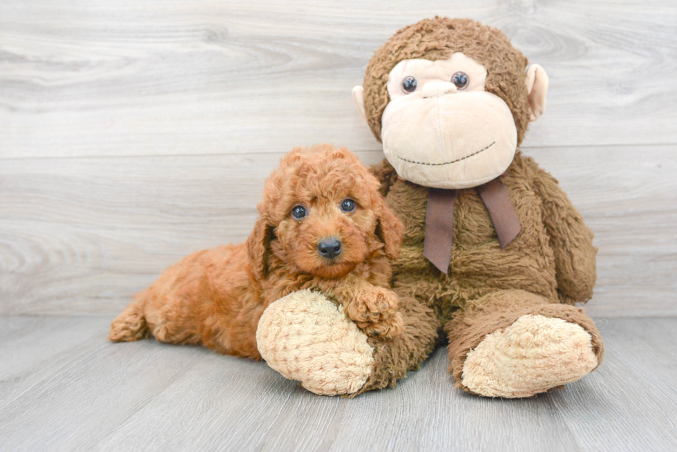 Popular Mini Goldendoodle Poodle Mix Pup