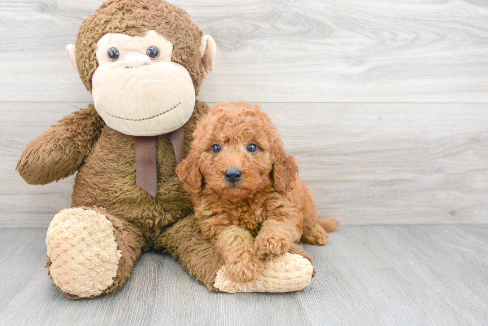 Cute Mini Goldendoodle Baby