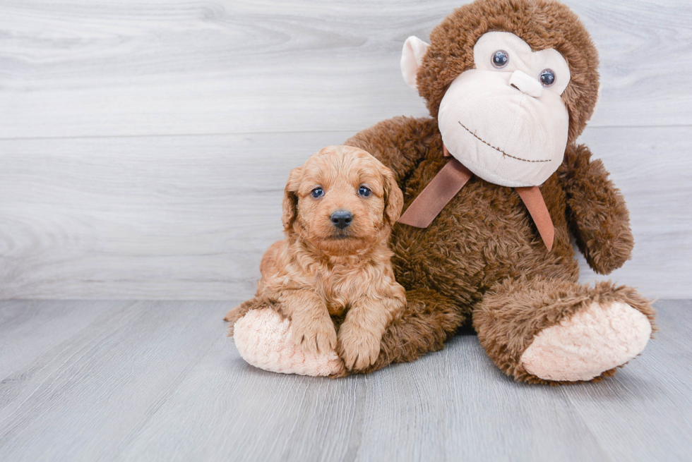 Mini Goldendoodle Puppy for Adoption