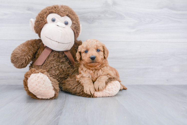 Petite Mini Goldendoodle Poodle Mix Pup