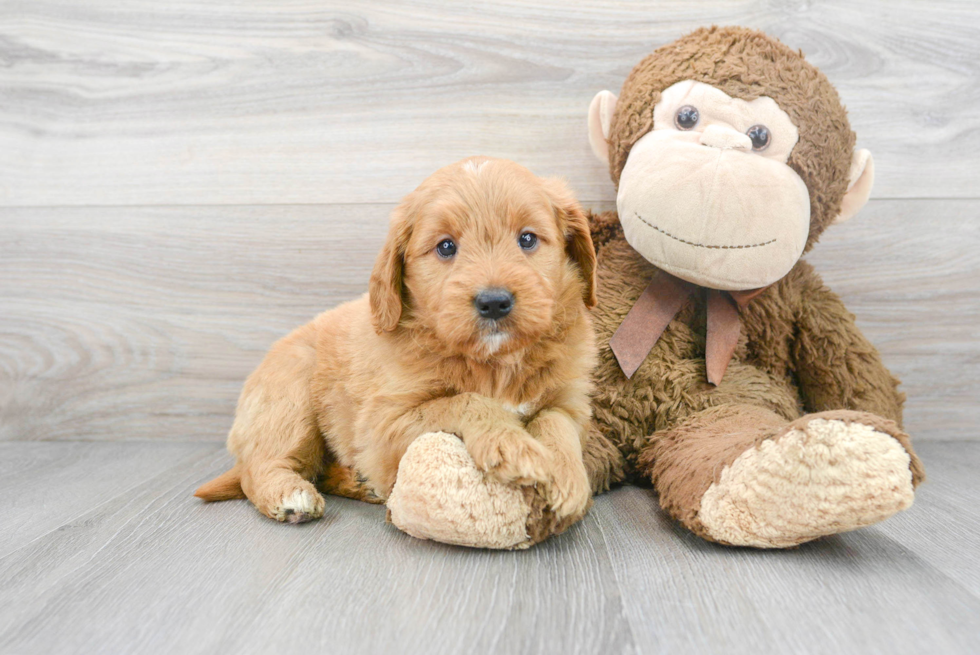 Best Mini Goldendoodle Baby