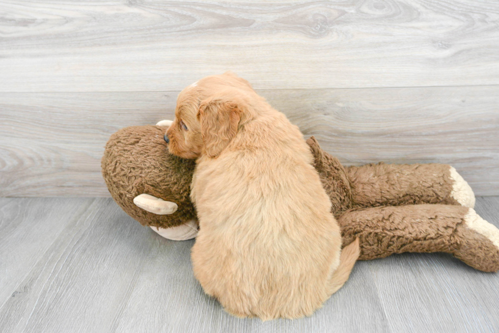 Hypoallergenic Golden Retriever Poodle Mix Puppy