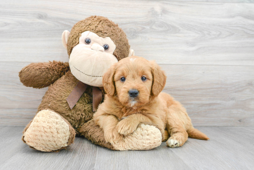 Energetic Golden Retriever Poodle Mix Puppy