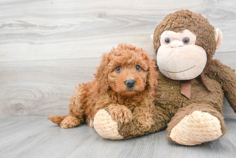 Happy Mini Goldendoodle Baby