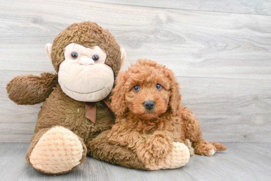 Popular Mini Goldendoodle Poodle Mix Pup