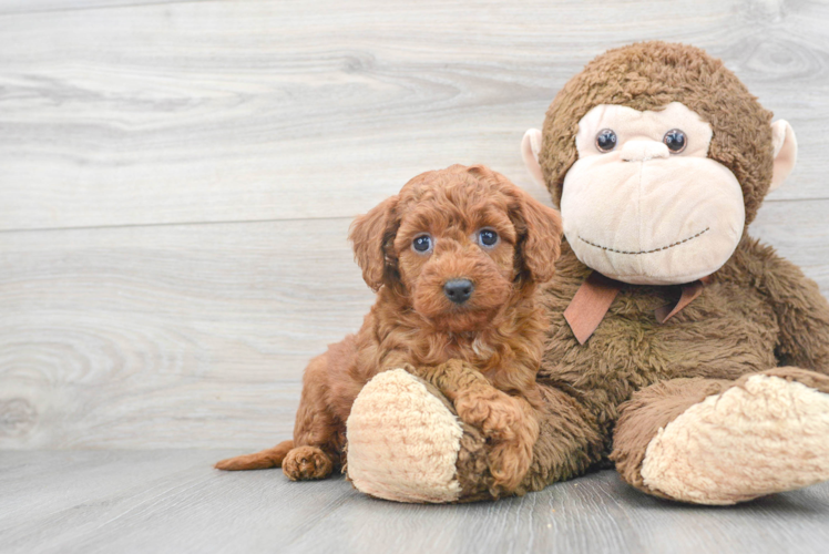 Hypoallergenic Golden Retriever Poodle Mix Puppy