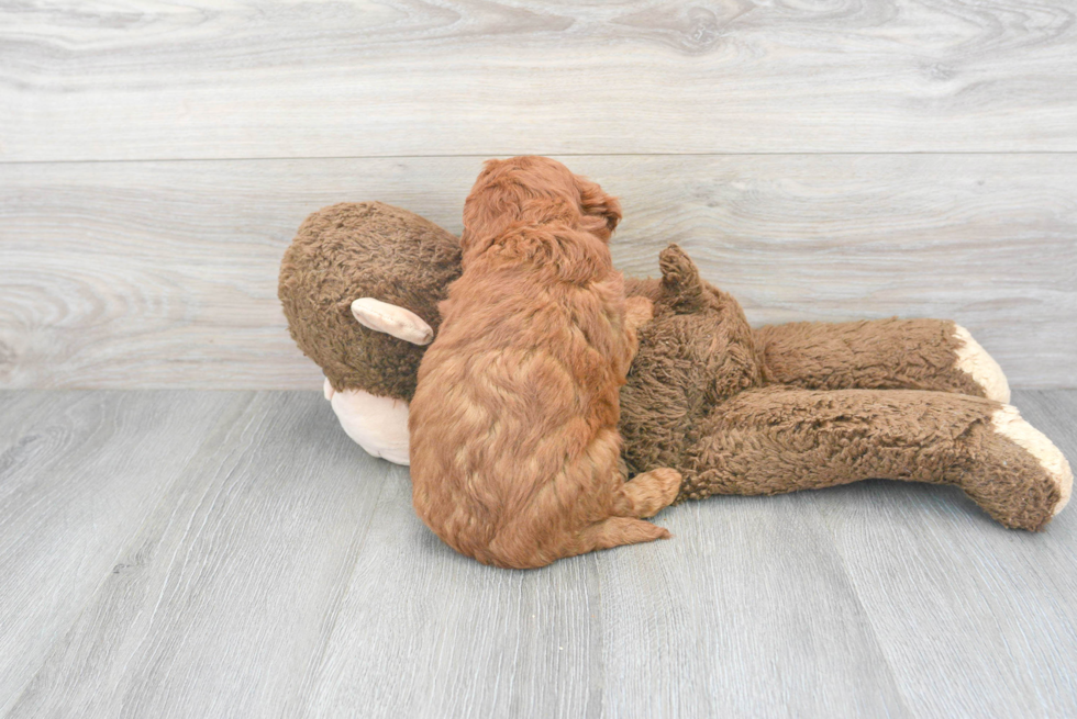 Sweet Mini Goldendoodle Baby