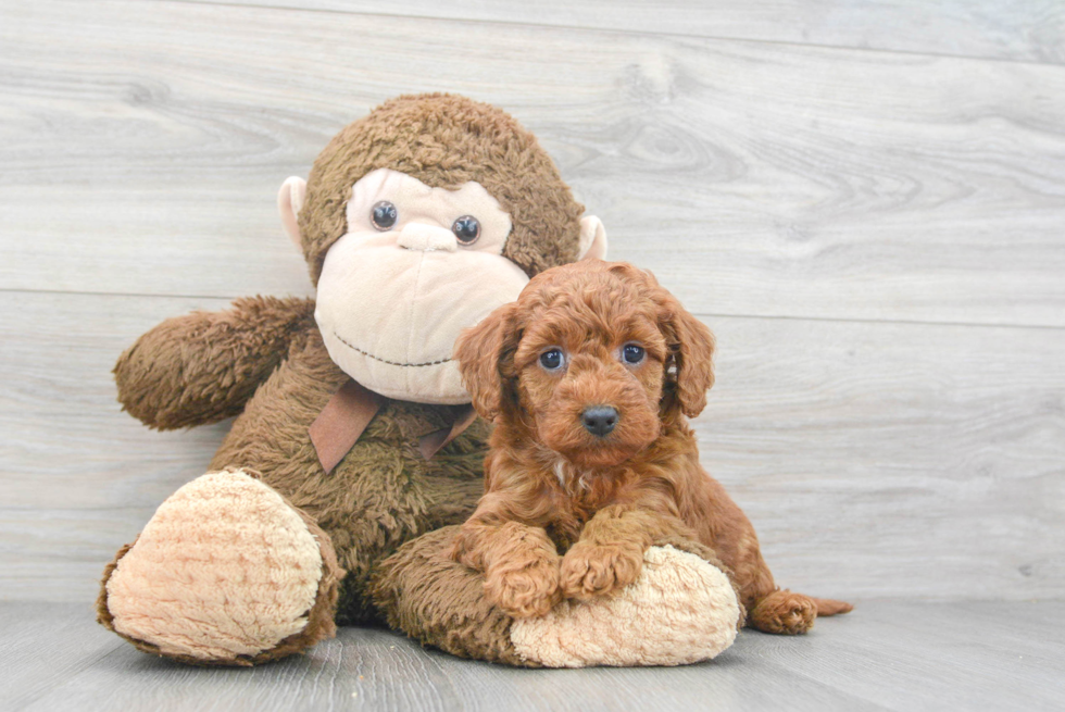 Best Mini Goldendoodle Baby