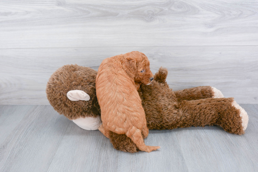 Petite Mini Goldendoodle Poodle Mix Pup