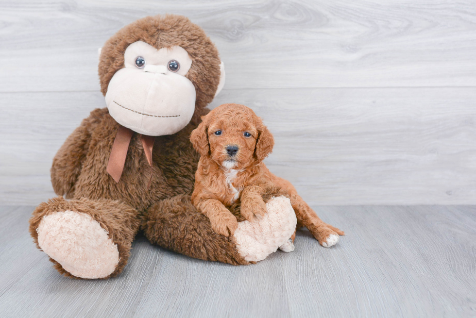 Small Mini Goldendoodle Baby