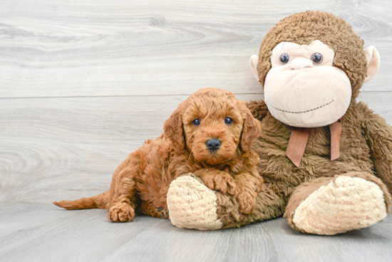 Mini Goldendoodle Pup Being Cute