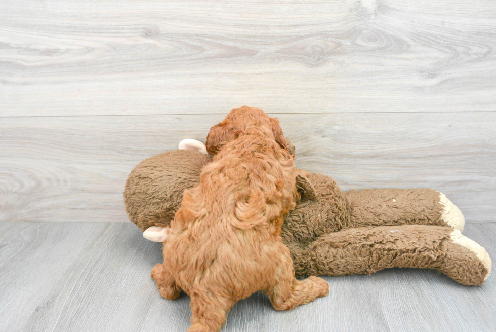 Mini Goldendoodle Puppy for Adoption