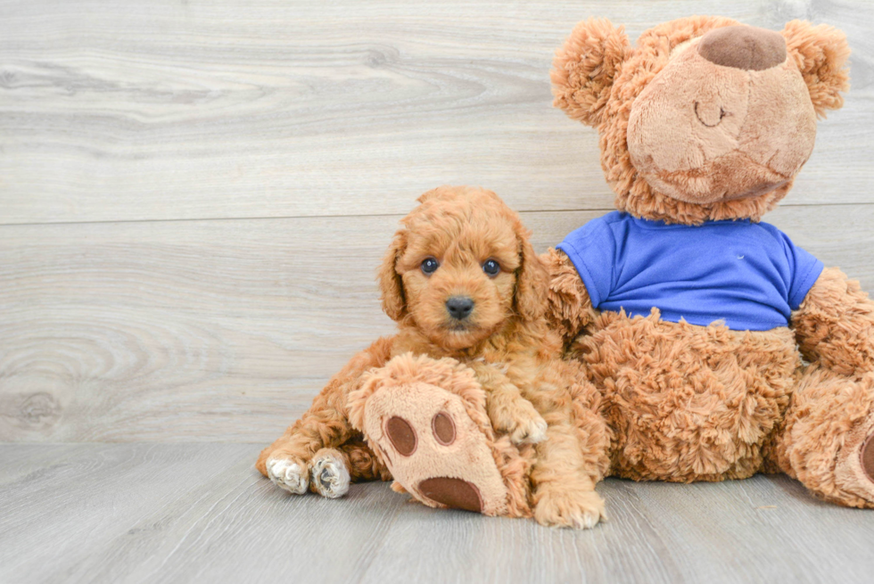 Mini Goldendoodle Pup Being Cute