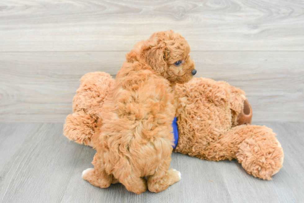 Friendly Mini Goldendoodle Baby