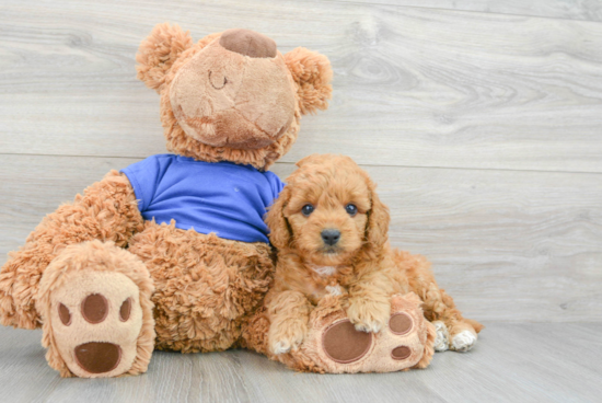 Funny Mini Goldendoodle Poodle Mix Pup