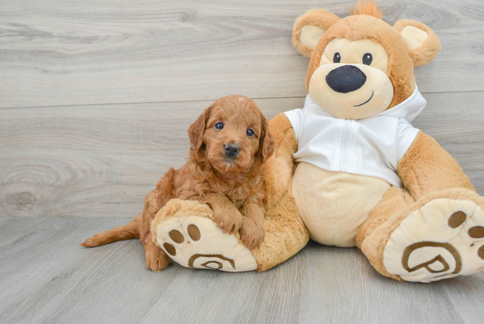 Cute Mini Goldendoodle Baby