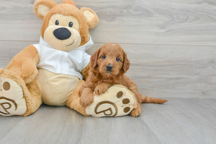 Happy Mini Goldendoodle Baby