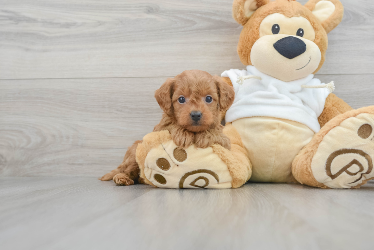 Friendly Mini Goldendoodle Baby