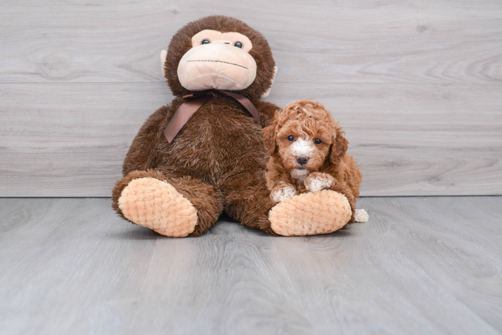 Friendly Mini Goldendoodle Baby