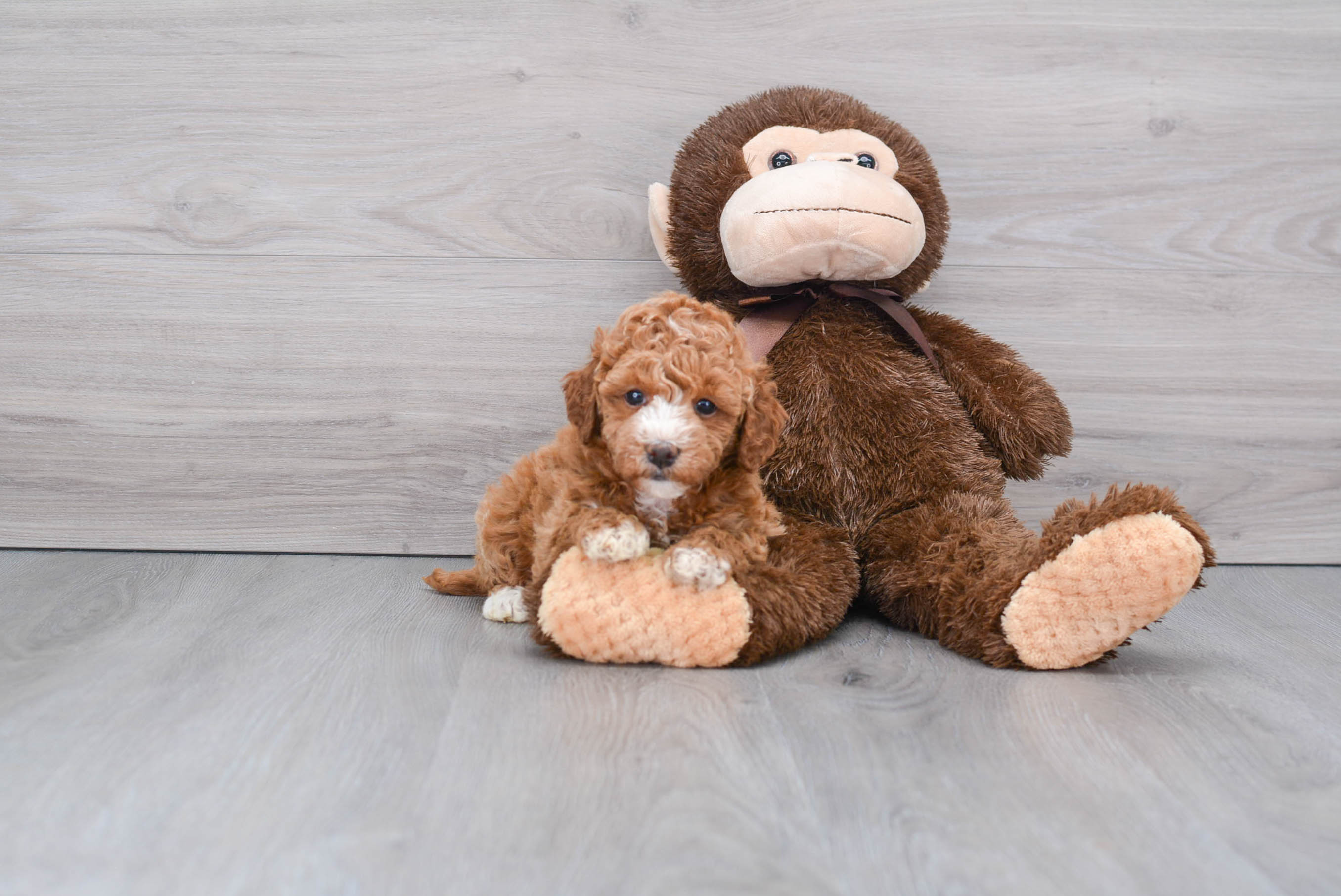 Mini Goldendoodle Pup Being Cute