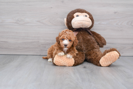 Mini Goldendoodle Pup Being Cute