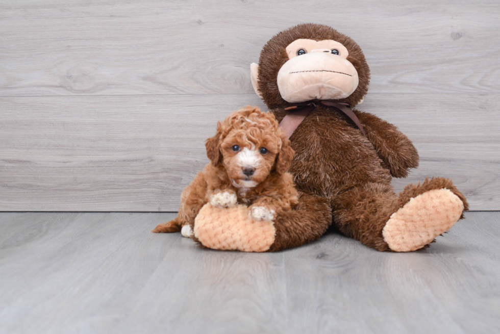 Playful Golden Retriever Poodle Mix Puppy