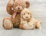 7 week old Mini Goldendoodle Puppy For Sale - Premier Pups