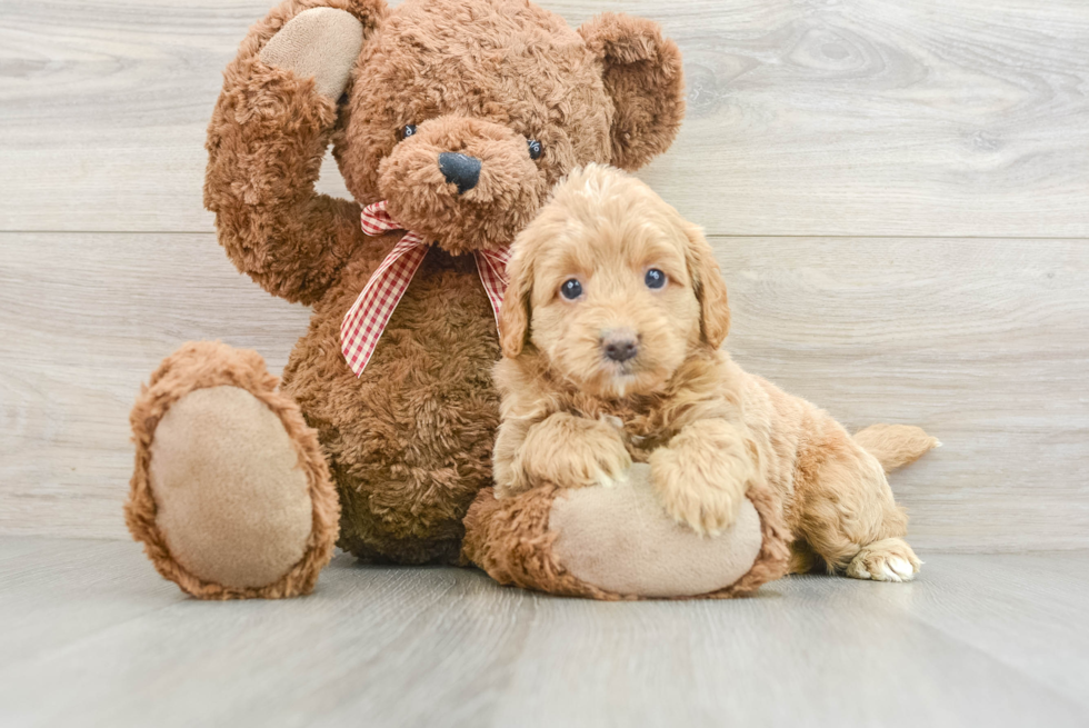 Sweet Mini Goldendoodle Baby