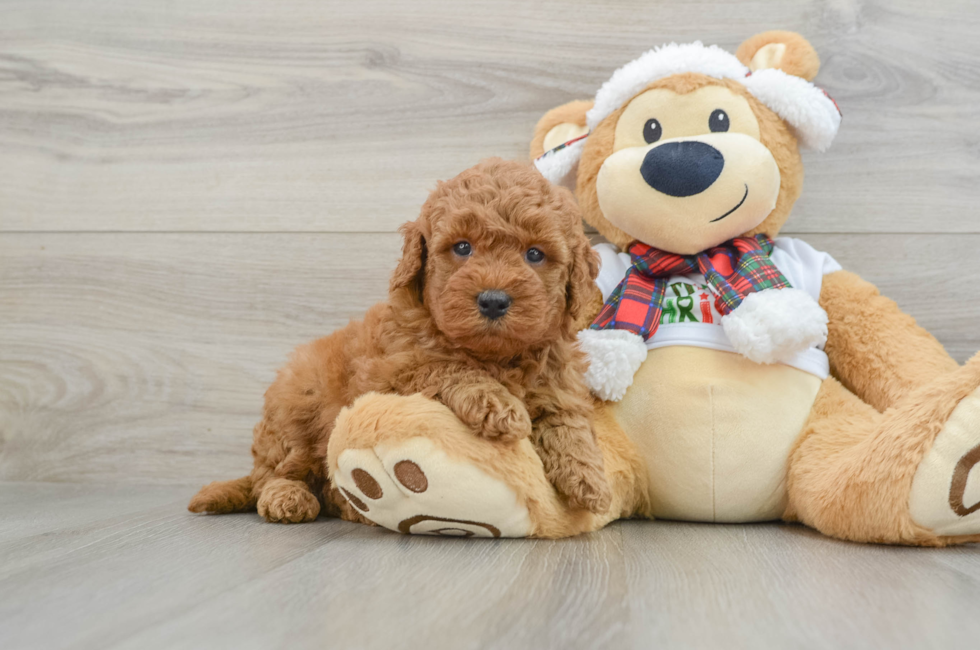 5 week old Mini Goldendoodle Puppy For Sale - Premier Pups