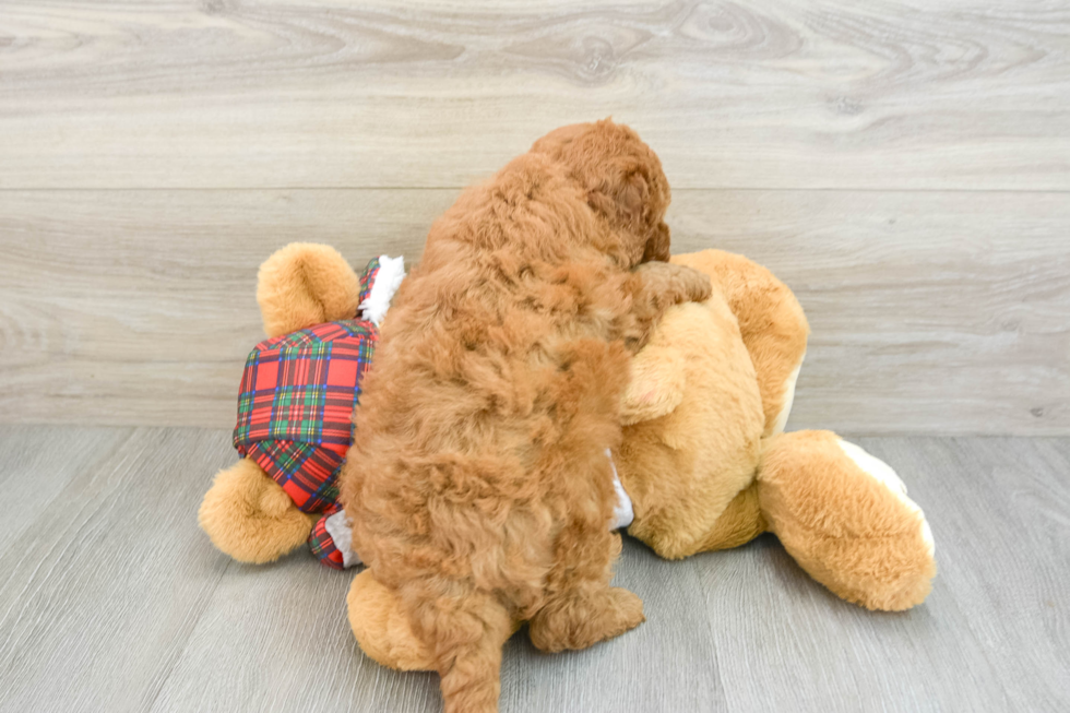 Mini Goldendoodle Pup Being Cute