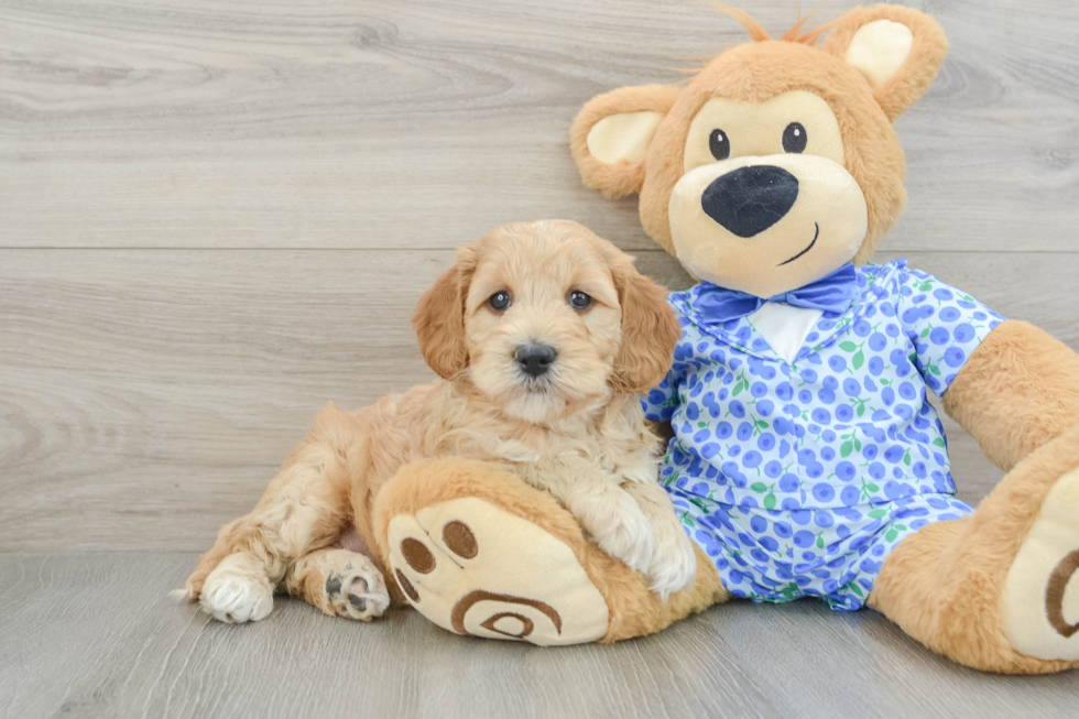 Cute Mini Goldendoodle Baby