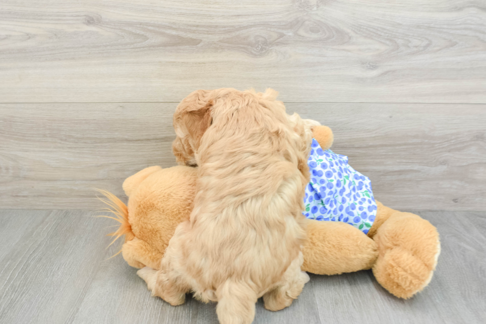 Best Mini Goldendoodle Baby