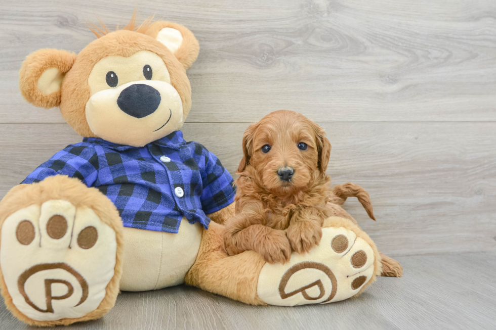 Mini Goldendoodle Pup Being Cute