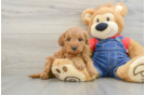 Mini Goldendoodle Puppy for Adoption