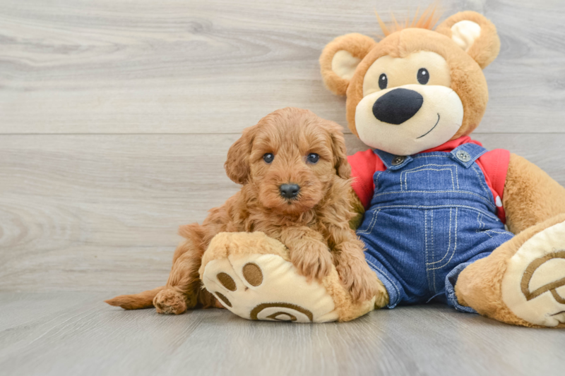 Meet Maple - our Mini Goldendoodle Puppy Photo 1/3 - Premier Pups