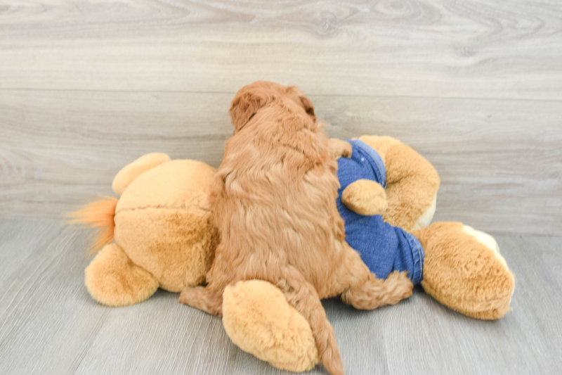 Meet Maple - our Mini Goldendoodle Puppy Photo 2/3 - Premier Pups