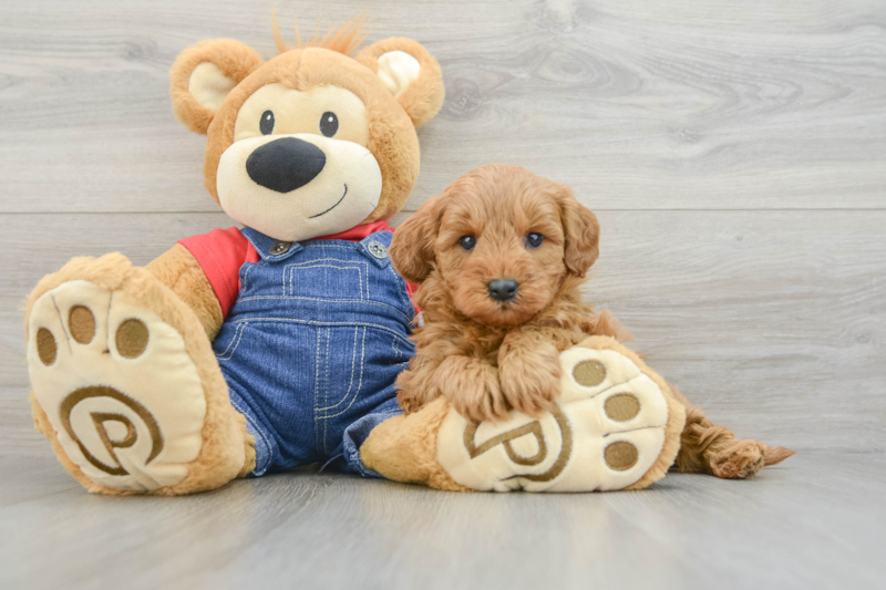 Meet Maple - our Mini Goldendoodle Puppy Photo 3/3 - Premier Pups