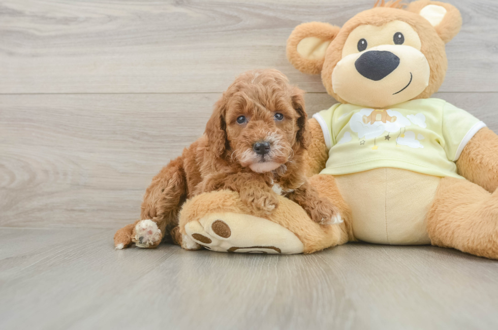 5 week old Mini Goldendoodle Puppy For Sale - Premier Pups