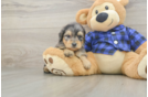 Adorable Golden Retriever Poodle Mix Poodle Mix Puppy