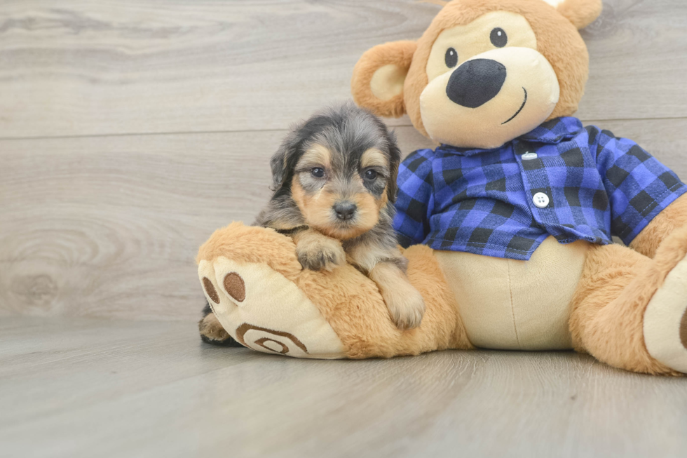 Adorable Golden Retriever Poodle Mix Poodle Mix Puppy