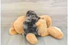 Friendly Mini Goldendoodle Baby