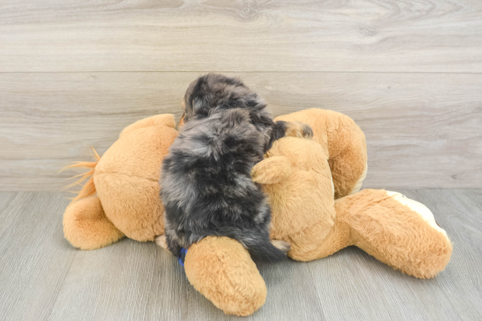 Friendly Mini Goldendoodle Baby