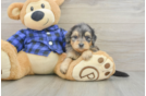 Mini Goldendoodle Puppy for Adoption