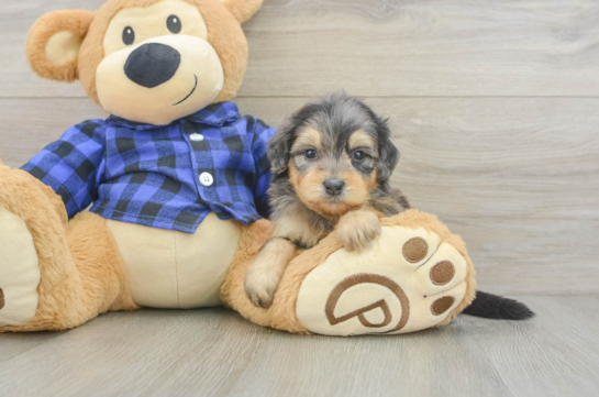 Mini Goldendoodle Puppy for Adoption