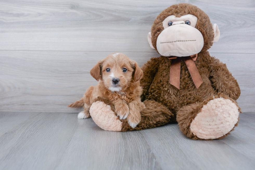 Best Mini Goldendoodle Baby