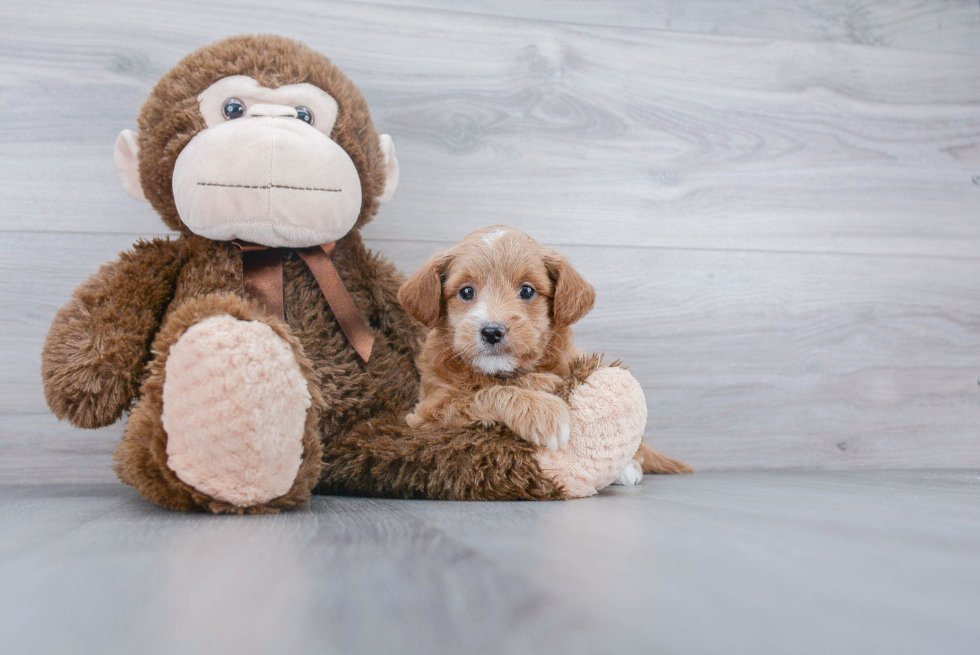 Small Mini Goldendoodle Baby